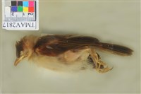 藏品(白頭翁)的圖片